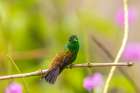 Caribbean-Trinidad-Asa Wright Nature Center Copper-rumped hummingbird on limb Art Print